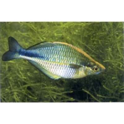 Live Fish - Rainbowfish - Lake Katuba 5cm