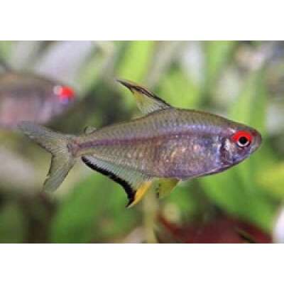 Live Fish - Lemon Tetra - 3cm