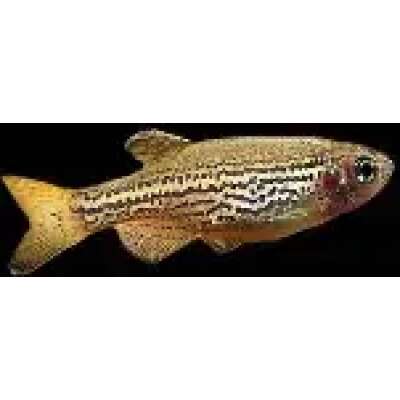 Live Fish - Danios - Leopard 3.5cm