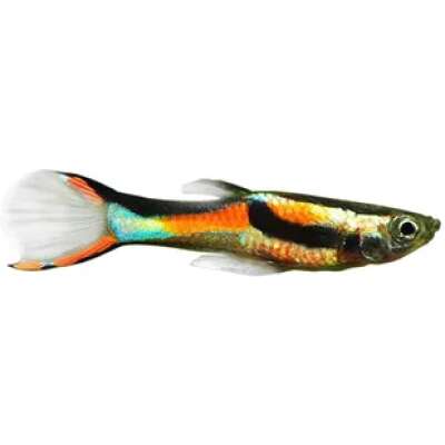Live Fish - Assorted Endlers male Guppy - 3.0cm