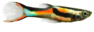 Live Fish - Assorted Endlers male Guppy - 3.0cm
