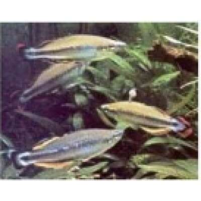 Live Fish - Rainbowfish - Madagascar 4.5cm