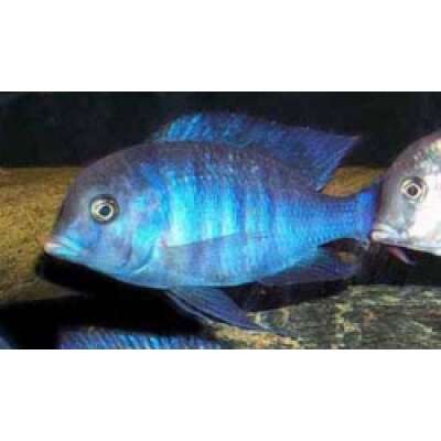 Live Fish - Cyrotocara Moorii Cichlid (blue dolphin)  cm