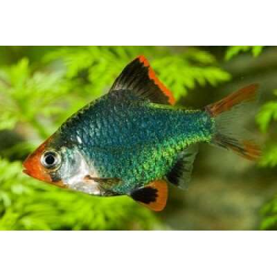 Live Fish - Moss Green Tiger Barb 3cm