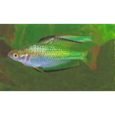 Live Fish - Rainbowfish - Murray River 4.5cm