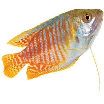 Live Fish - Gourami - Male Dwarf  - 5cm