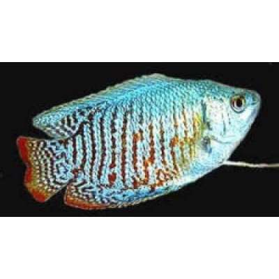 Live Fish - Gourami - Male Neon Dwarf  - 5cm