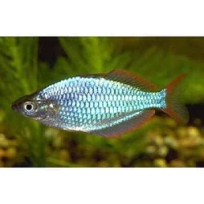 Live Fish - Rainbowfish - Neon 5cm