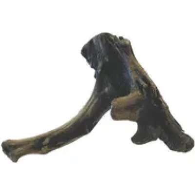 PNP Trading - New Zealand Exotic Wood S 20cm