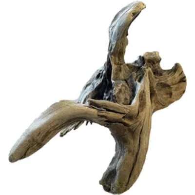 PNP Trading - New Zealand Exotic Wood XL 50cm