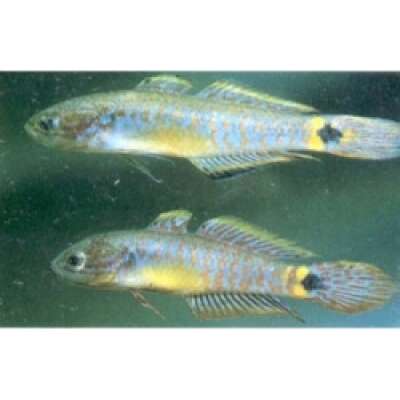 Live Fish - Peacock Gudgeon 3cm