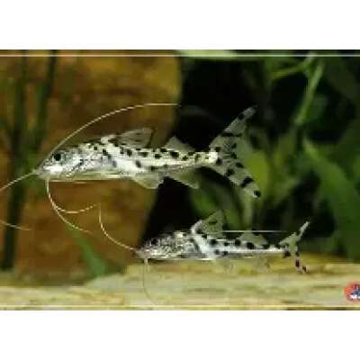 Live Fish - Pictus- Catfish - 6cm