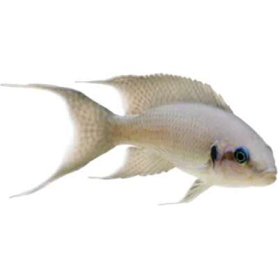 Live Fish - Princess Cichlid   cm