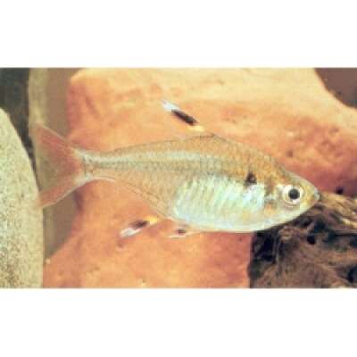 Live Fish - Pristella Tetra - 3cm