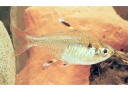 Live Fish - Pristella Tetra - 3cm