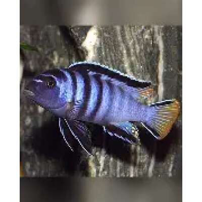 Live Fish - Pseudotropheus Elongatus Mphanga    4cm