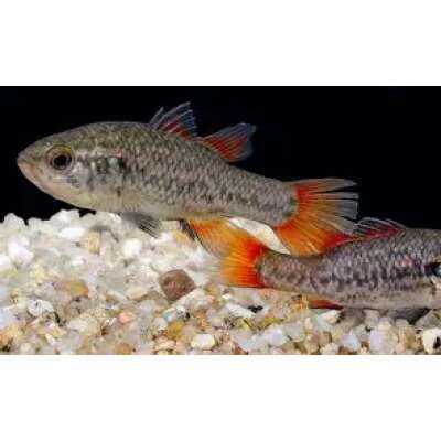 Live Fish - Southern Pygmy Perch 4cm