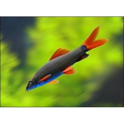 Live Fish - Rainbow Shark - 5cm
