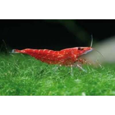 Live Fish - Red Cherry Shrimp 1cm
