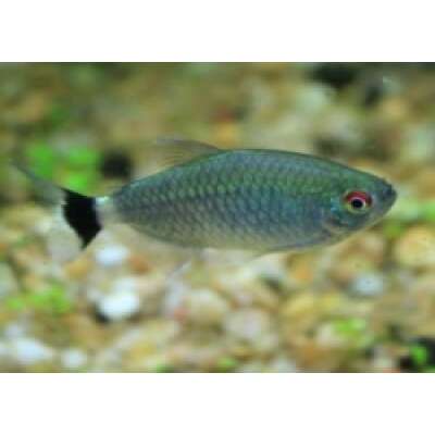 Live Fish - Red Eye Tetra - 3cm