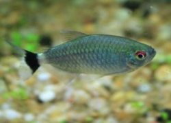 Live Fish - Red Eye Tetra - 3cm
