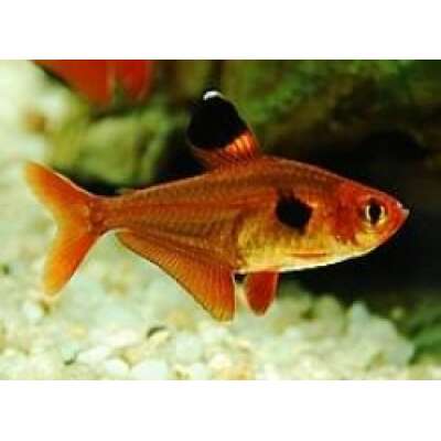 Live Fish - Phantom - Red - Tetra - 3cm