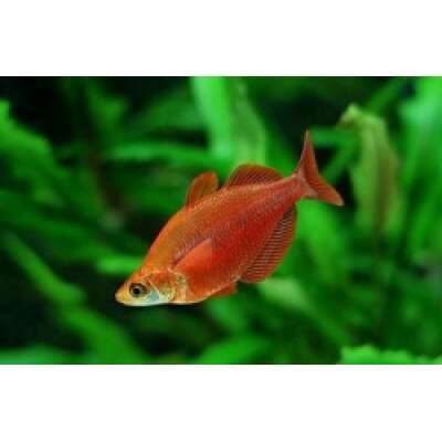Live Fish - Rainbowfish -Red 5cm