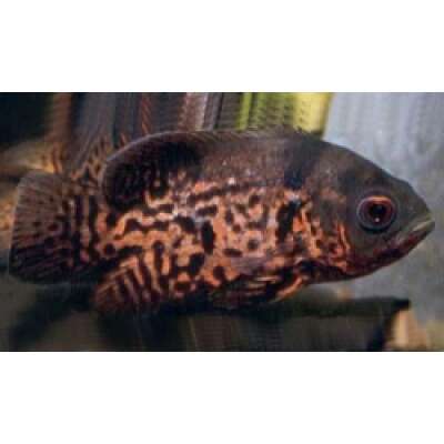 Live Fish - Red Tiger Oscar 7cm