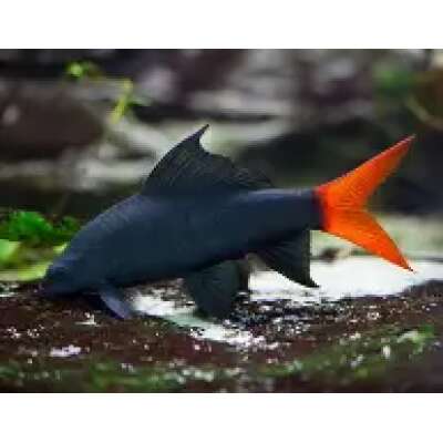Live Fish - Redtail Shark - 5cm