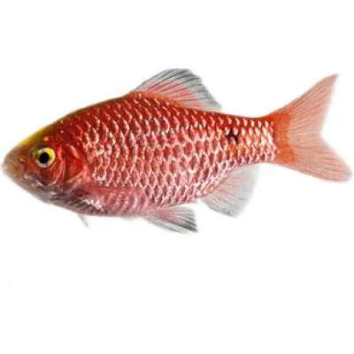 Live Fish - Rosy Barb - 3cm