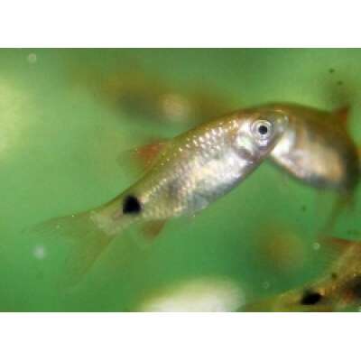 Live Fish - Rosy Barb - 1.5cm