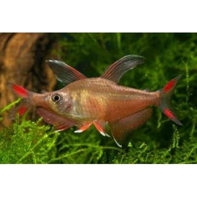 Live Fish - Rosy Tetra - 3cm
