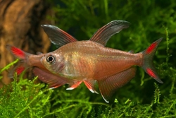 Live Fish - Rosy Tetra - 3cm