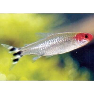 Live Fish - Rummy Tetra - 3cm