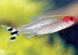 Live Fish - Rummy Tetra - 3cm