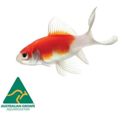 Live Fish - Red & White Comet - 15cm