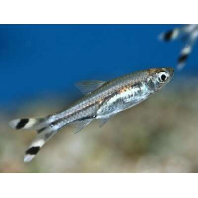 Live Fish - Scissortail Rasbora 3.5cm