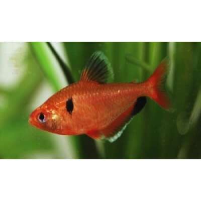 Live Fish -Serpae Tetra - 3cm
