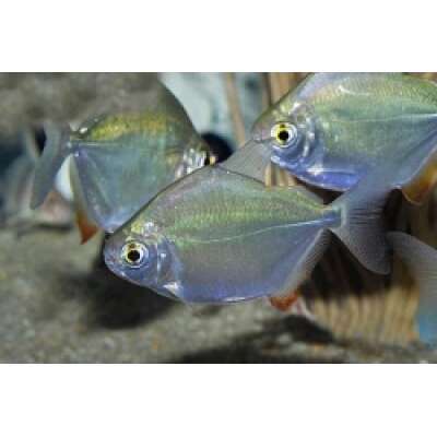 Live Fish -Silver Dollar Tetra - 5cm