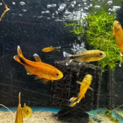 Live Fish -Silver Tip Tetra - 3cm