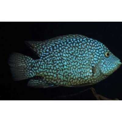 Live Fish - Super Green Texas Cichlid 3.5cm