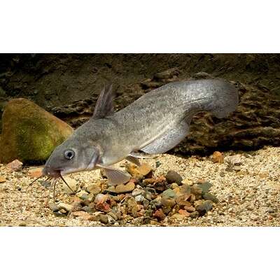 Live Fish - Tandanus Catfish 6cm