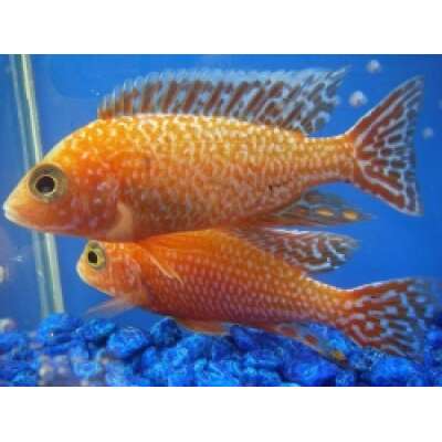 Live Fish - Tangarine Peacock Cichlid   cm
