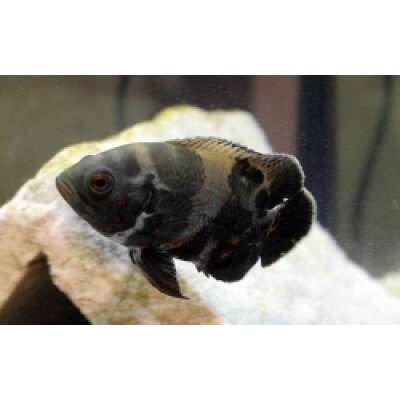 Live Fish - Tiger Oscar 5cm