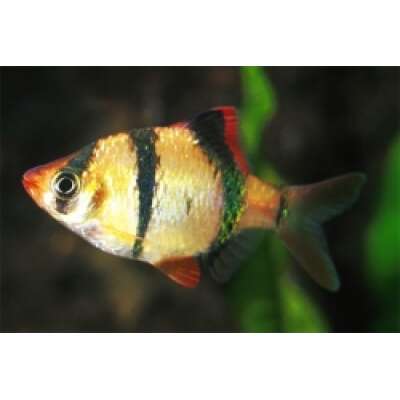 Live Fish - Tiger Barb 3cm