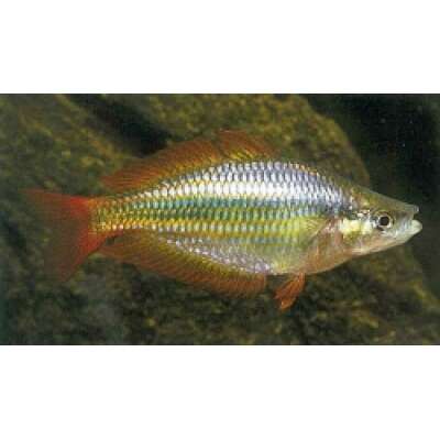 Live Fish - Rainbowfish - Eastern, Wallaby Creek 5cm