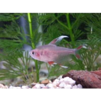 Live Fish -White Finned Ornate Tetra - 3cm