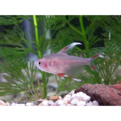 Live Fish -White Finned Ornate Tetra - 3cm