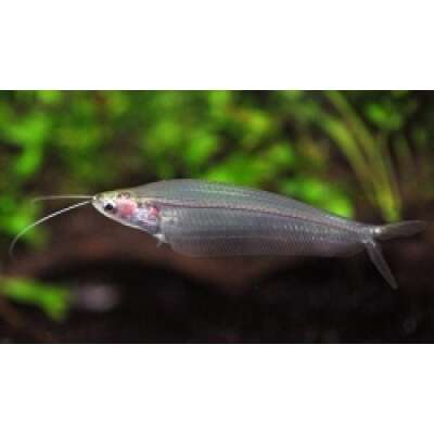 Live Fish - Glass Catfish - 5cm