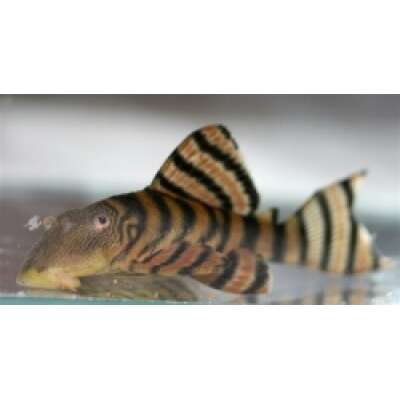 Live Fish - L397 Panaque Sp. Catfish - 3cm